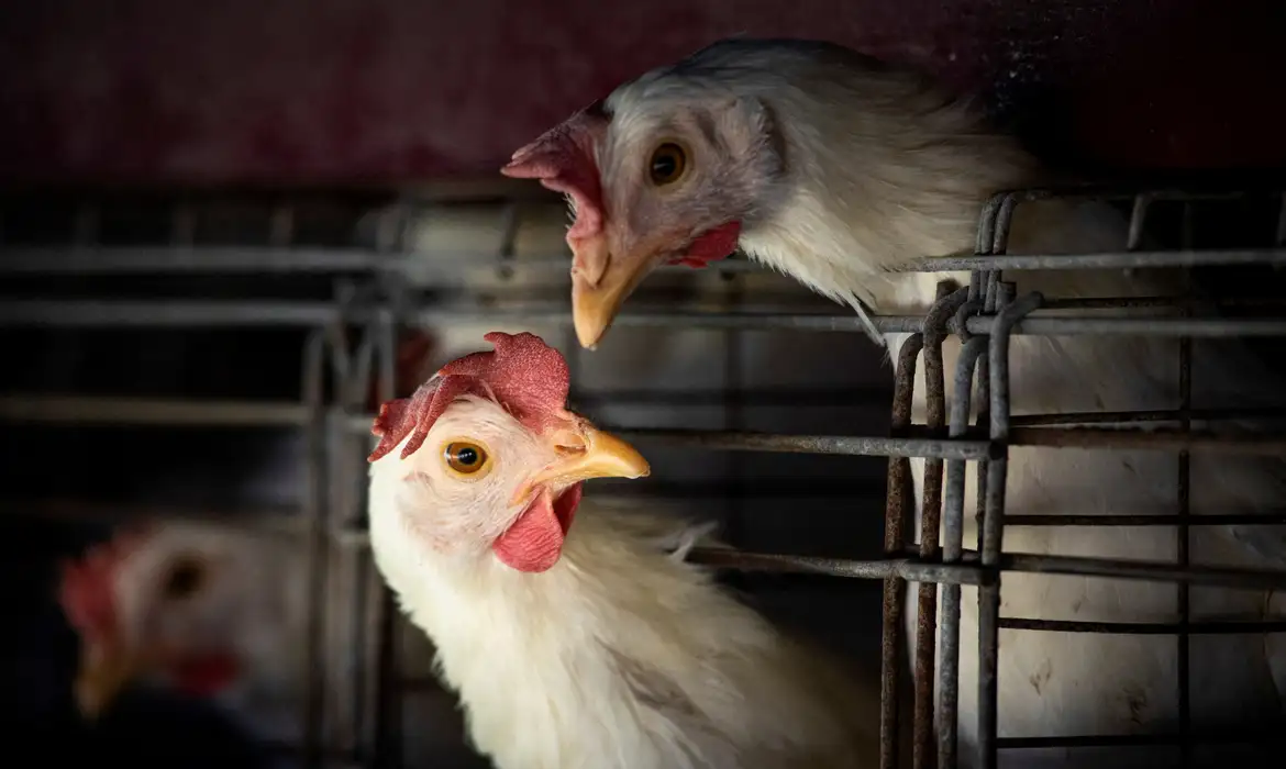 ABPA prevê recorde nas exportações de carnes em 2025
