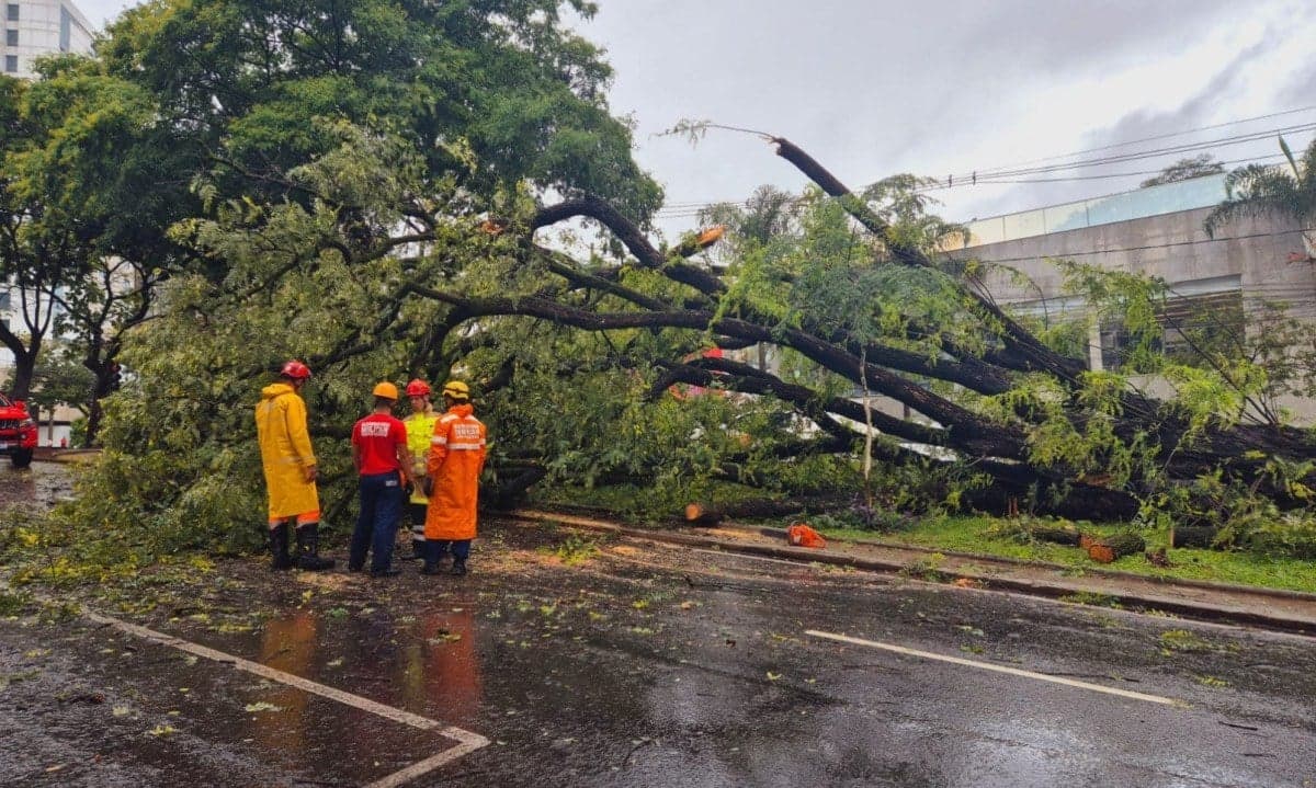 Queda de árvores gera 39 ocorrências atendidas pelos Bombeiros na Grande BH