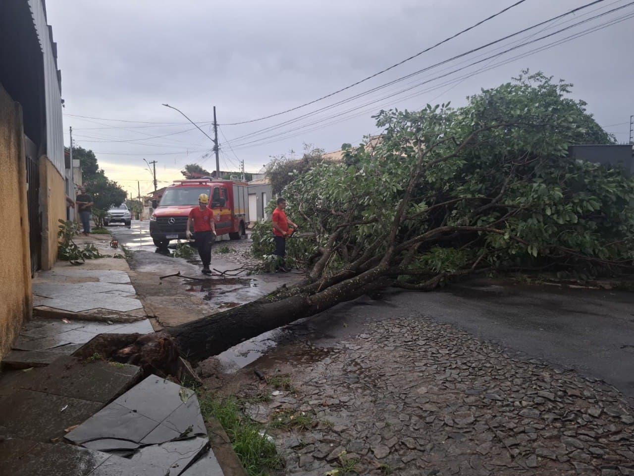 Temporal causa quedas de árvores em BH e região metropolitana