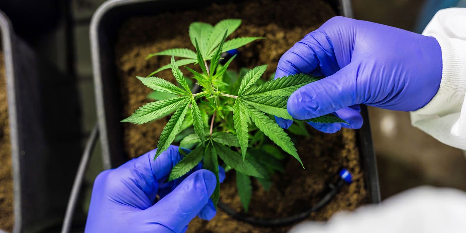 Anvisa publica resolução que permite cultivo de Cannabis medicinal