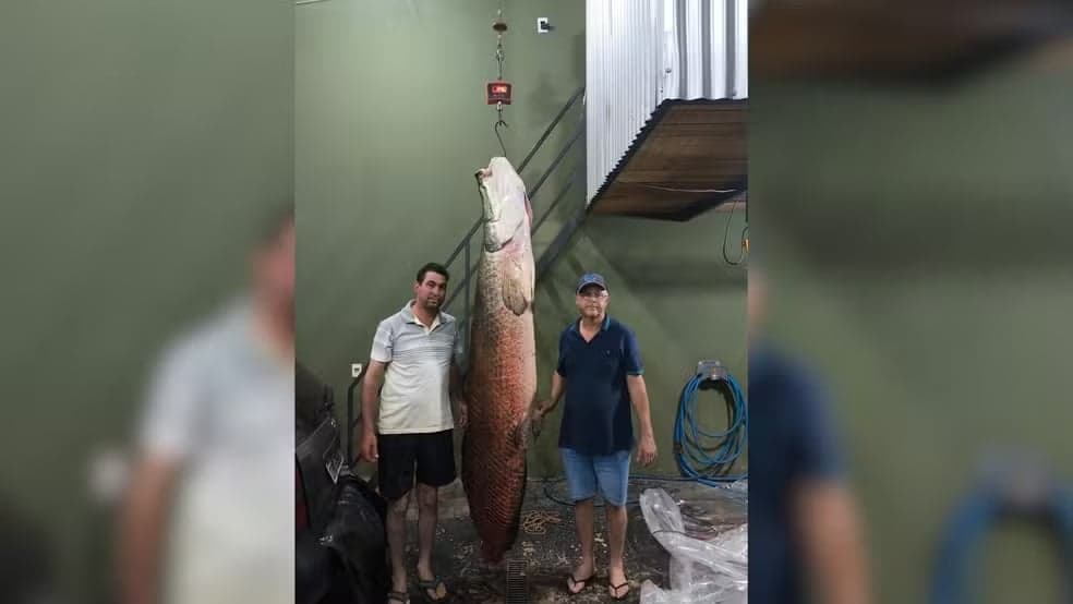 Pescadores capturam pirarucu de 135 kg após mais de duas horas de luta