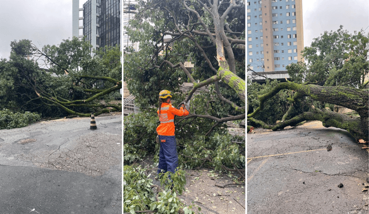 Queda de árvore interdita rua no Lourdes, em BH