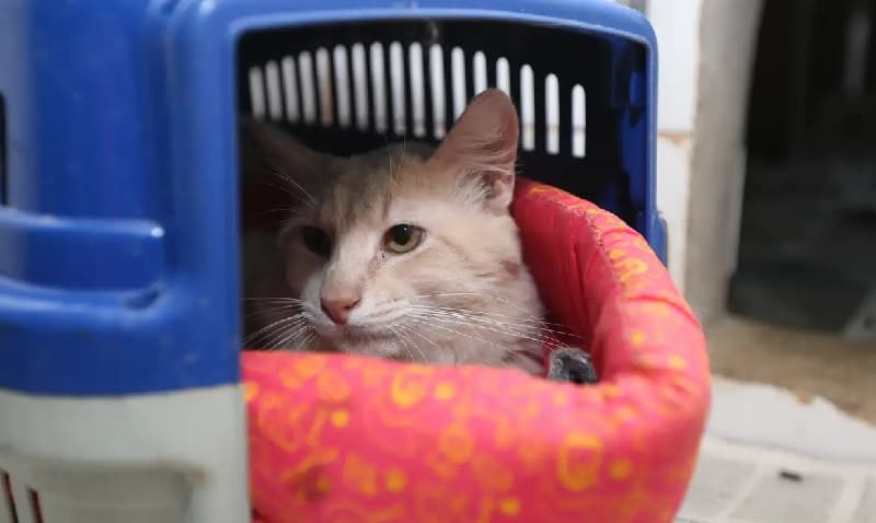 Foto: Valter Capanato/Agência Brasil