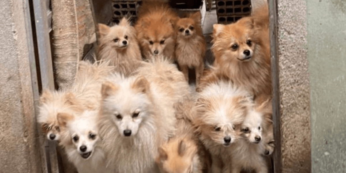 Polícia Civil resgatou cães da raça lulu da pomerânia vítimas de maus-tratos - Foto: PCMG / Divulgação