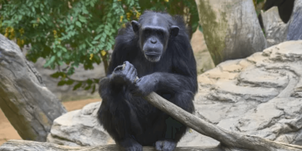 Chimpanzé - Foto: Pixabay