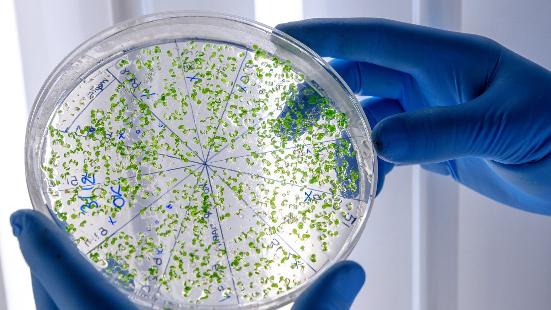 Bactéria - Foto: Freepik