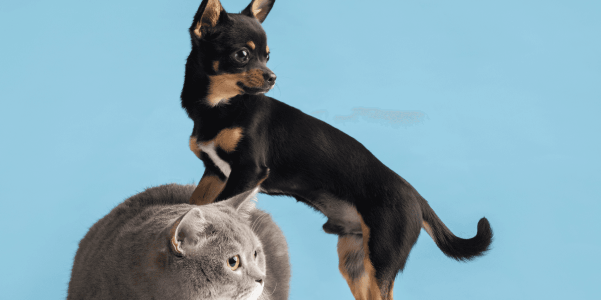 Cão e gato - Imagem ilustrativa de pet/Freepik