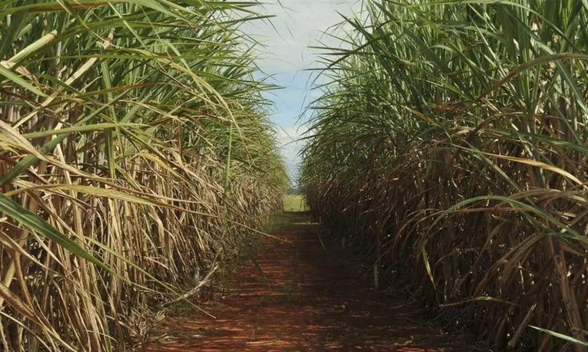© Elza Fiuza/Agência Brasil