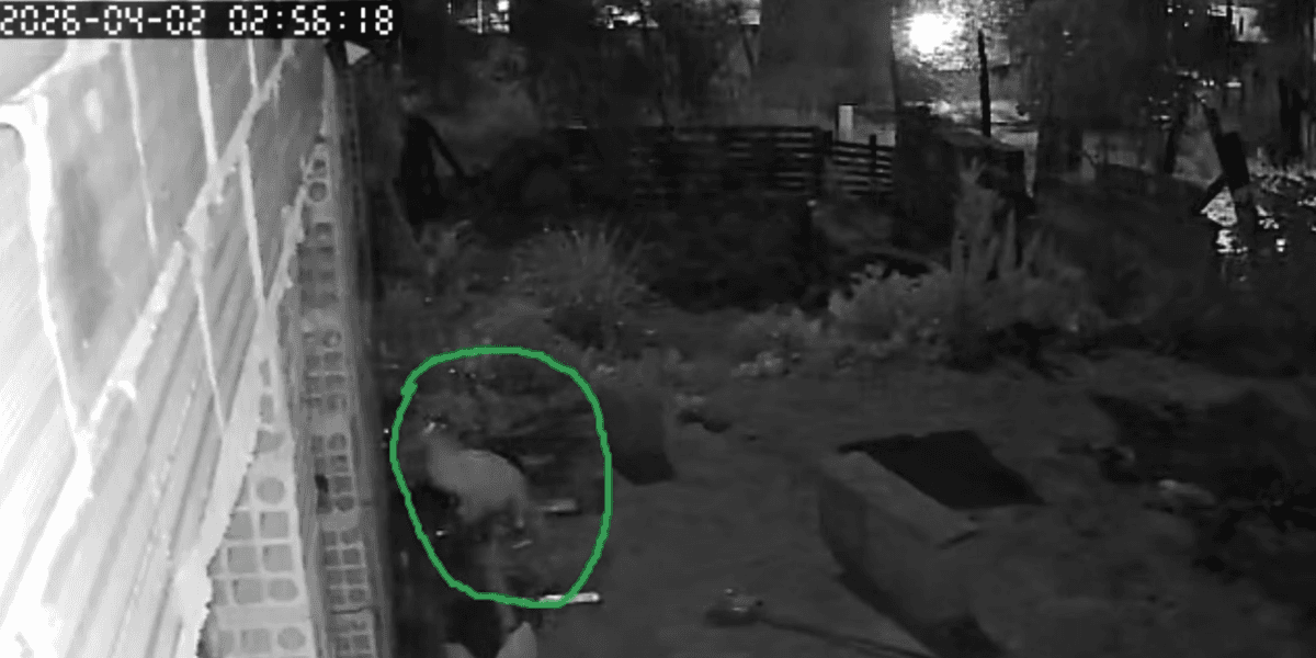 Onça invadiu quintal de casa e assustou moradores - Foto: Reprodução