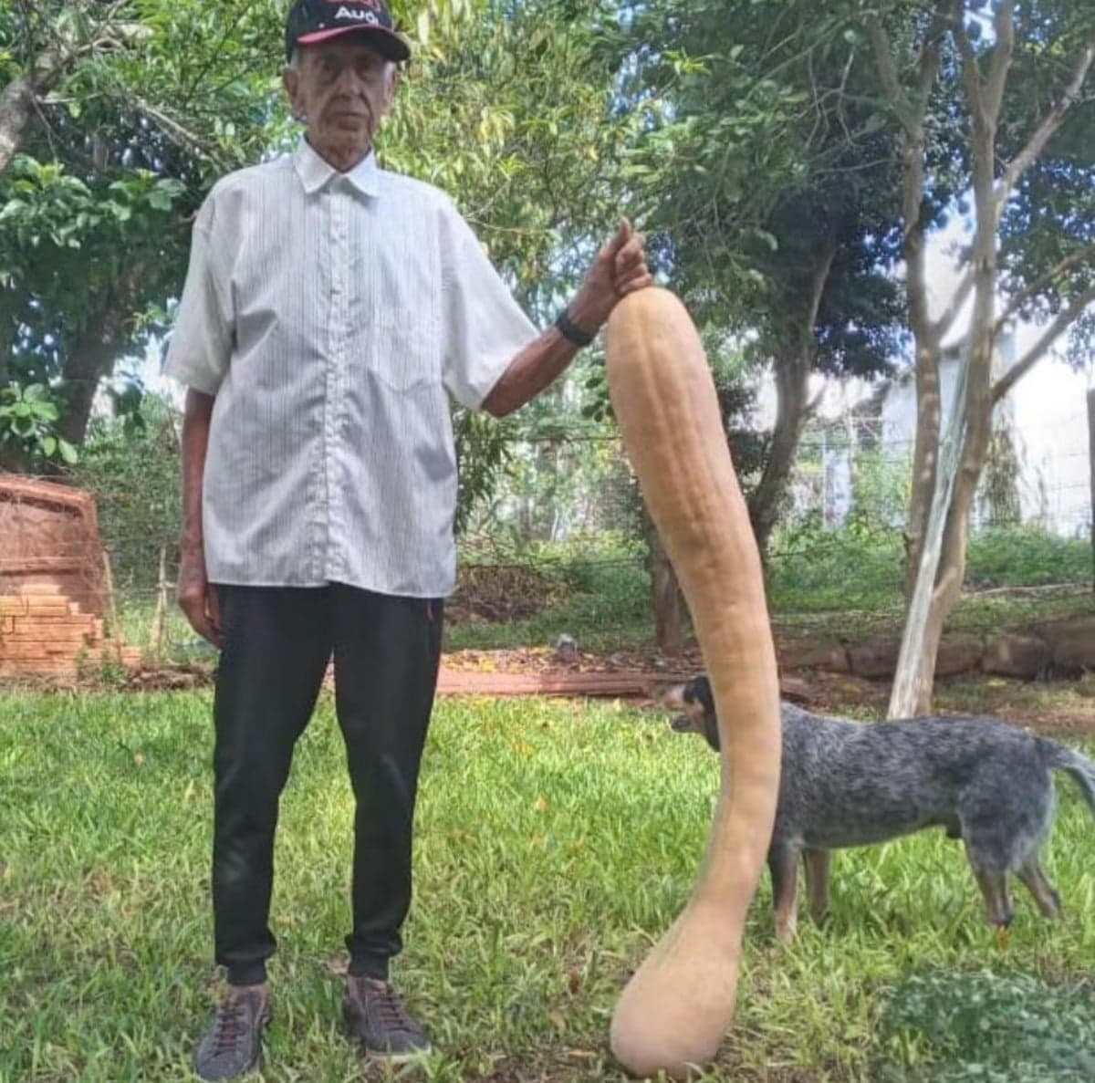 idoso abóbora gigante