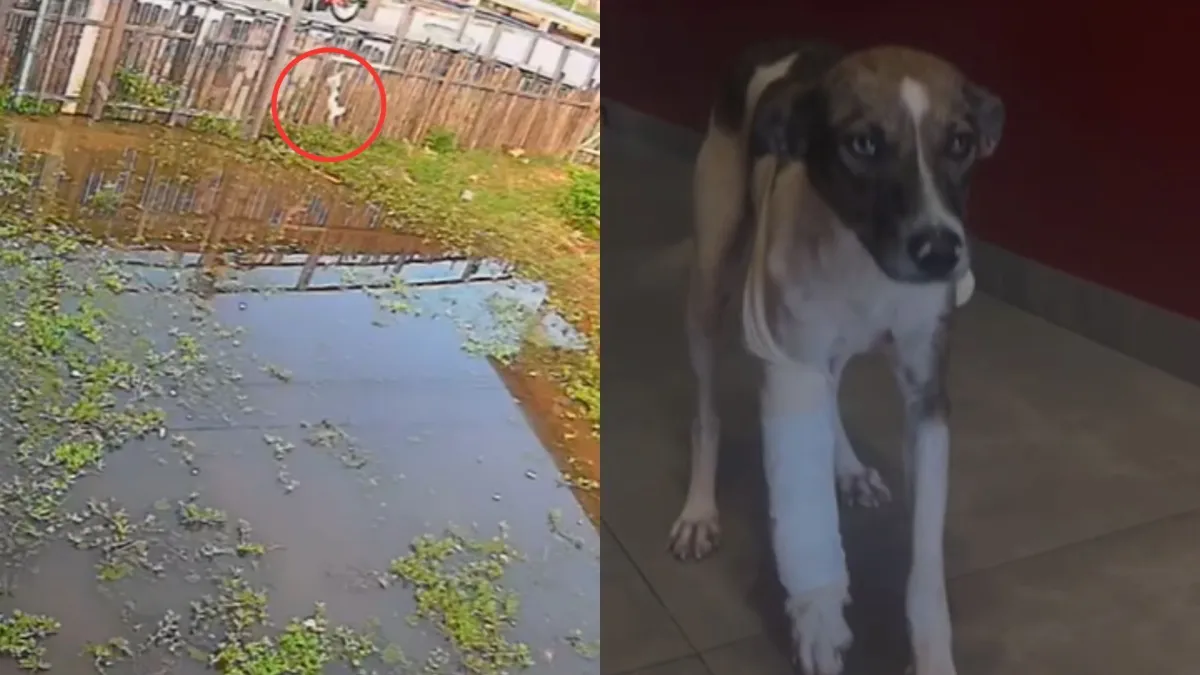 Reprodução | CNN Brasil