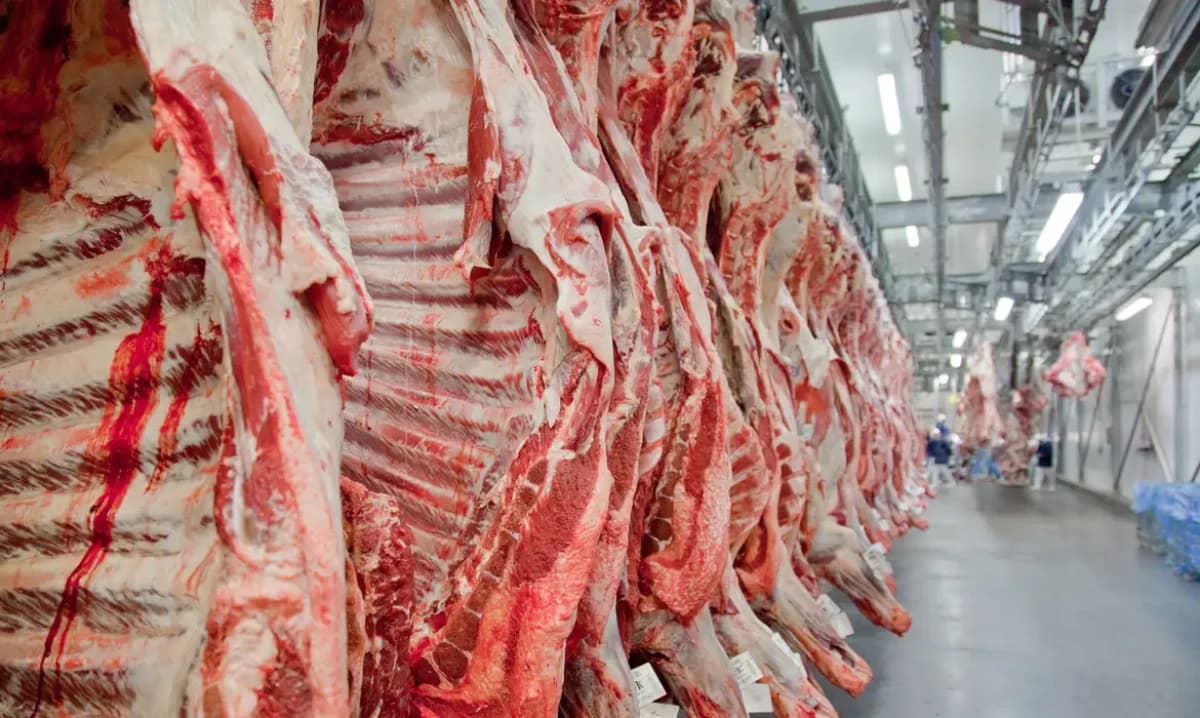Carcaças de carne bovina em um frigorífico - © Divulgação/Abiec