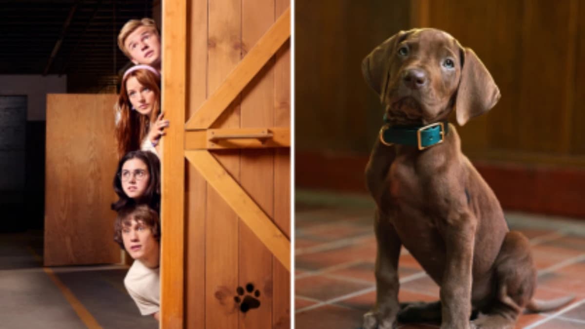 Imagens de "Scooby-Doo: A Origem" • Divulgação/ Netflix