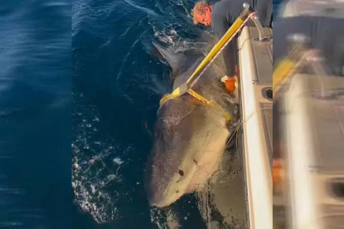 Maior tubarão-branco do Oceano Atlântico, apelidado de “Contender” - Foto: Ocearch