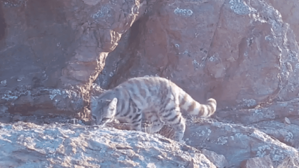 Gato-andino reaparece na Argentina em registro raro em região vulcânica - Imagem: Divulgação/WCS Argentina