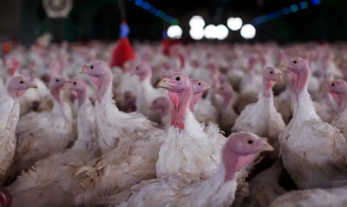 Perus de granja © CNA/Divulgação
