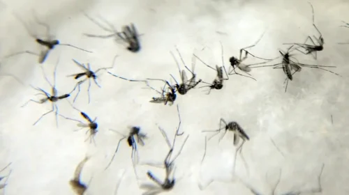 Aedes aegypti, transmissor da dengue, do chikungunya e zika