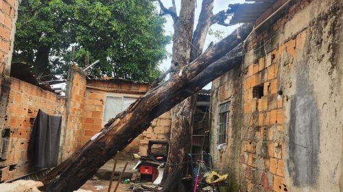 Árvore cai sobre casa na região da Pampulha
