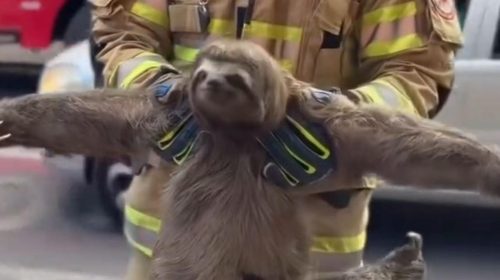 Bicho-preguiça é resgatado após ficar preso em fiação elétrica em Teófilo Otoni