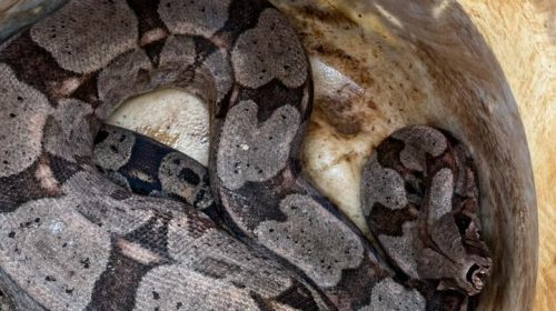 Bombeiros capturam jiboia em bairro de Sete Lagoas