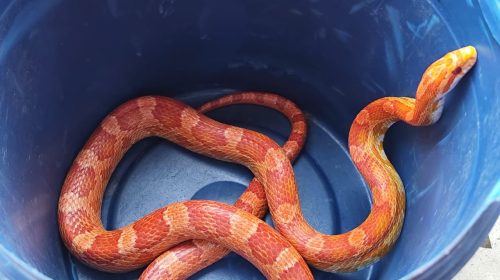 Bombeiros resgatam cobra corn snake em telhado de residência em Juiz de Fora