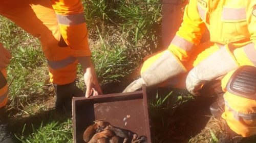 Bombeiros resgatam seis filhotes de cachorro abandonados em bueiro em Juiz de Fora