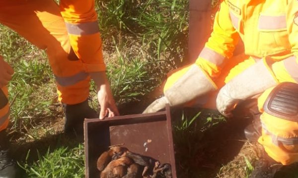 Bombeiros resgatam seis filhotes de cachorro abandonados em bueiro em Juiz de Fora