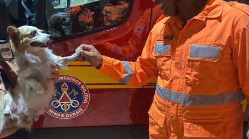 Cão resgatado de incêndio se reencontra com bombeiros em Sete Lagoas