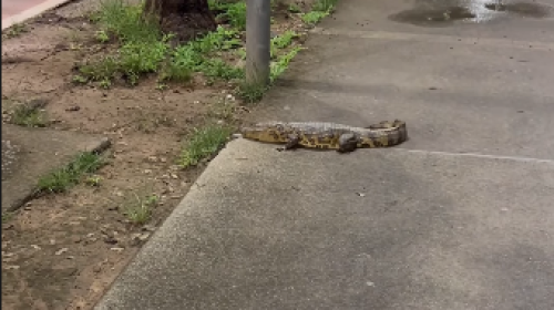 Homem registra encontro com filhote de jacaré durante caminhada noturna na orla da Lagoa da Pampulha, em Belo Horizonte