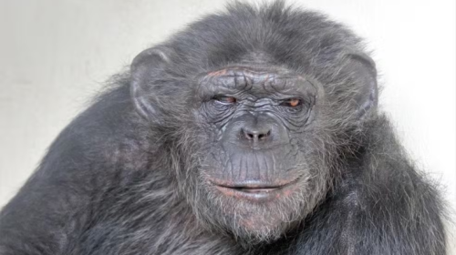 Chimpanzé Kelly morreu no Zoo de BH