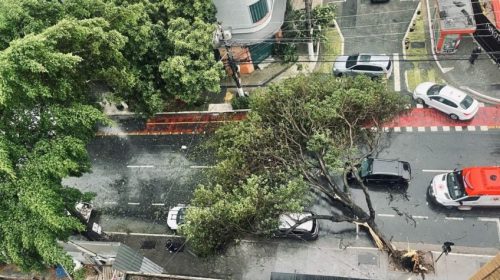 Chuva Forte em São Paulo derruba 343 árvores e deixa 1 morto