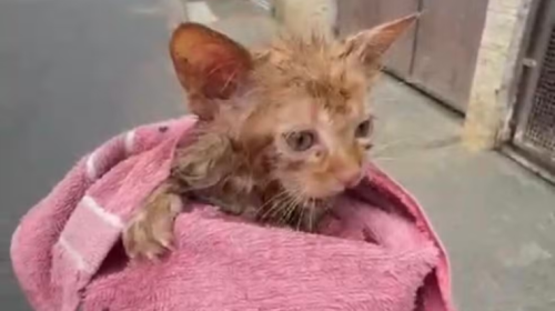 Gato é resgatado de dentro de cano em Muriaé após ficar preso por quase 24 horas