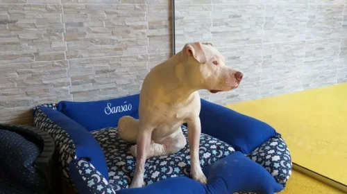 Lei Sansão endurece punição para maus-tratos a cães e gatos e volta ao debate após novos casos