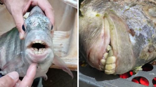 peixe com dente humano