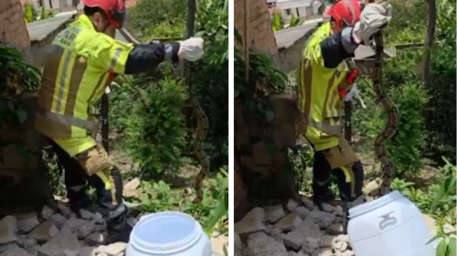 Moradora do Bairro Planalto, em BH, encontra jiboia de 1,80m no terreiro de casa