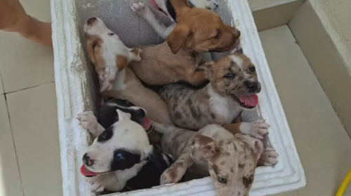 Mulher é flagrada abandonando sete filhotes de cachorro na Região da Pampulha, em BH