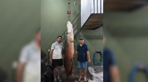Pescadores-_lutam_-com-pirarucu-de-135-kg-por-mais-de-2-horas-para-fisgá-lo-em-Riolândia