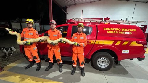 Python de 4 metros é encontrada em Paula Cândido