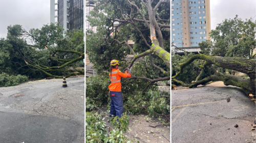 Queda de árvore interdita via e deixa quarteirão sem energia no Bairro Lourdes, em BH