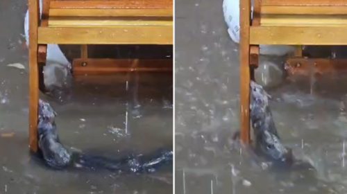 Vídeo de rato se segurando em cadeira de bar durante chuva em Juiz de