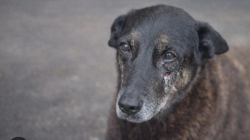 assassinato-brutal-do-cão-Orelha