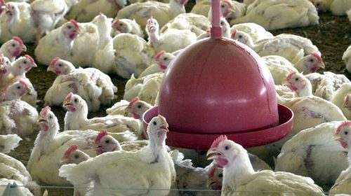Foto: Agência Senado