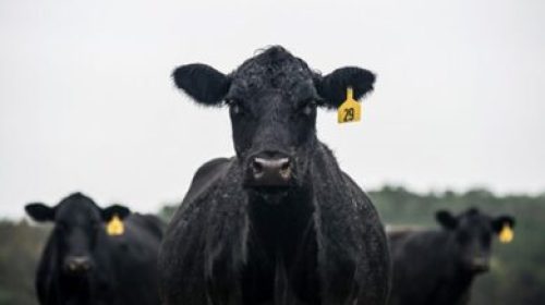 Foto: rawpixel.com