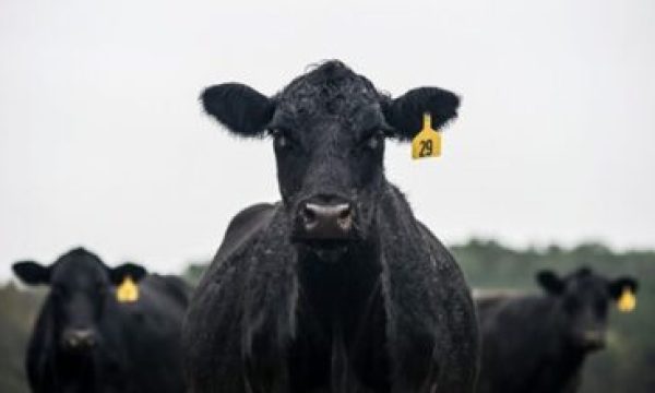 Foto: rawpixel.com