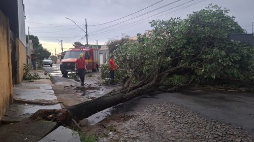 fortes chuvas atingiram os municípios de Sete Lagoas provocando a queda de diversas árvores