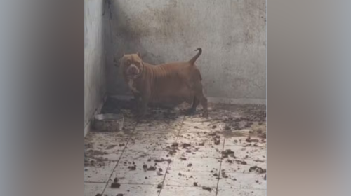 homem de 37 anos foi preso em flagrante por maus-tratos a animais nesta terça-feira (4), no bairro Boa Vista, região Leste de Belo Horizonte