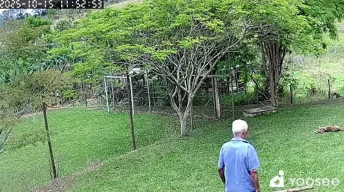 homem de 74 anos foi preso pela Polícia Civil na tarde dessa quarta-feira após ser flagrado agredindo um cachorro até a morte na localidade de Pedra Rachada, na zona rural de Teixeiras, na Zona da Mata