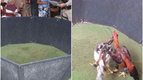 homem flagrado com uma rinha de galos foi multado em Teófilo Otoni