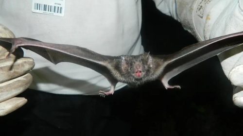 Foto: Agência Brasil