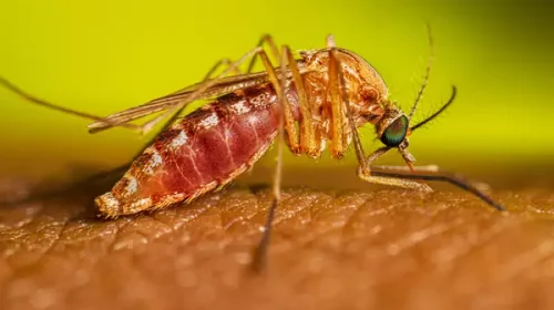 mosquito-culex-Febre oropouche
